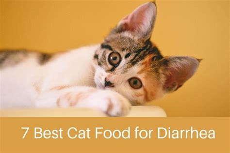 7 Best Wet And Dry Cat Food For Diarrhea Kitten Passion