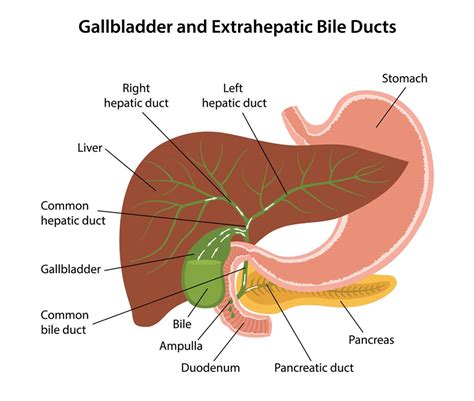 Gallbladder Information Digestive System The Best Porn Website