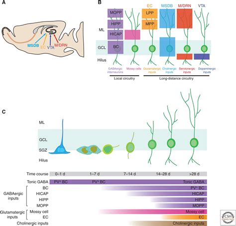 Neuronal Circuitry Mechanisms Regulating Adult Mammalian Neurogenesis