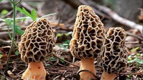 Mushroom Foraging—the Morel Of The Story
