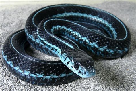 Puget Sound Garter Snake Is Best Known For Its Distinct Bright Blue