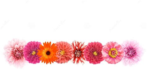 Flower Border Stock Photo Image Of Floral Flower Bright 3566532