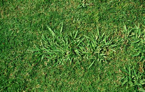 What Is Dallisgrass In Georgia Proactive Pest Control
