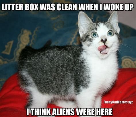 Who Cleaned The Litter Box Funny Kitten Meme