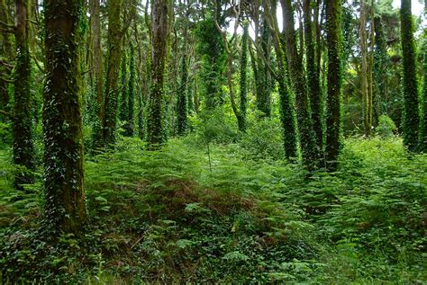 forest, Trees, Fern, Ivy Wallpapers HD / Desktop and ...