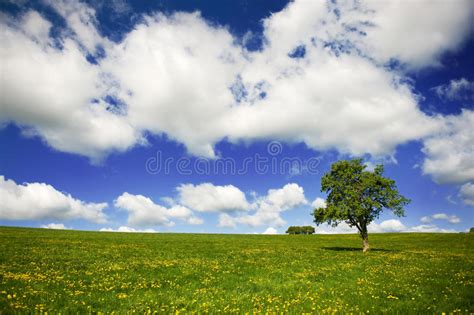 Grass Fields With Tree And Clouds In The Sky Stock Photo Image Of