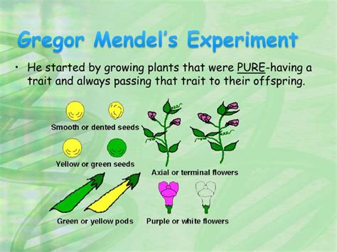 What Is The Gregor Mendel Experiment
