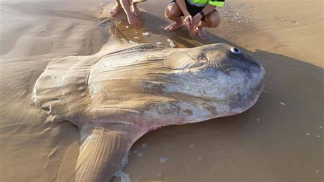 It Looked Fake Giant Odd Looking Sunfish Washes Up On Australian Beach Ctv News