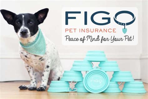 Discounts can also be stacked, meaning. Figo Pet Insurance: Peace Of Mind For Your Pet - The Broke Dog