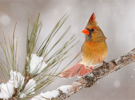 Female Cardinal In The Snow Snow Cardinal Cardinal Birds