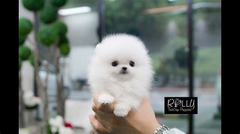 Fluffy And Adorable Tiny Fluffy Cute Dogs Perfect For Cuddling