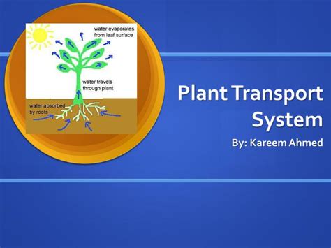 Ppt Plant Transport System Powerpoint Presentation Free Download