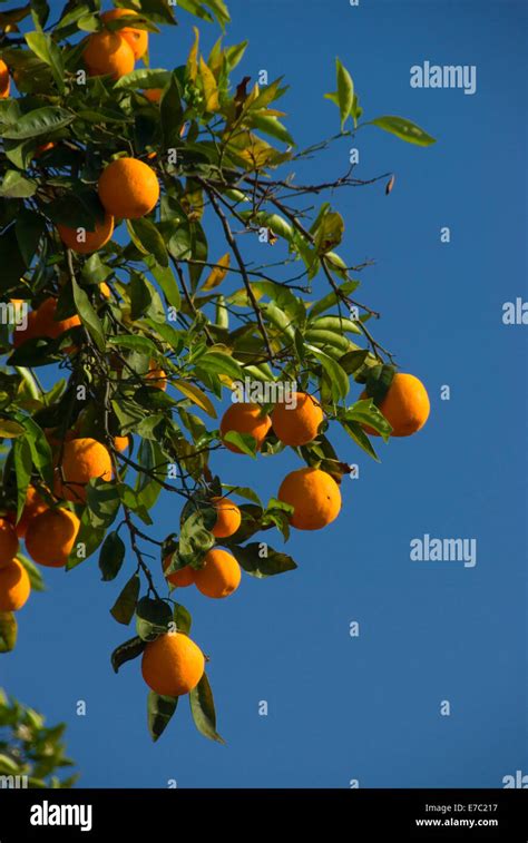 Oranges On Tree In San Pasqual Valley San Diego County California