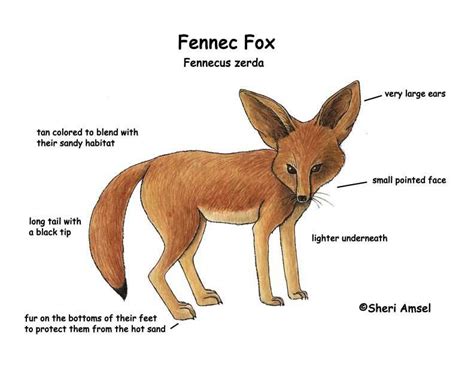 Fennec Fox Environmental Adaptations Fennec Fox Fox Craft