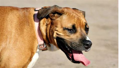 Pitbull Boxer Mix Bullboxer Breed Information Puppy Costs And More