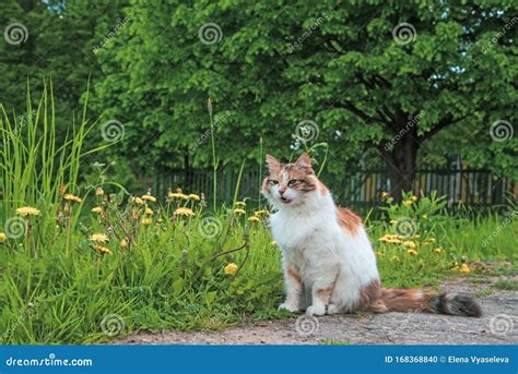 Tricolor Cat Walking In Summer Nature Sitting On Meadow Green Grass