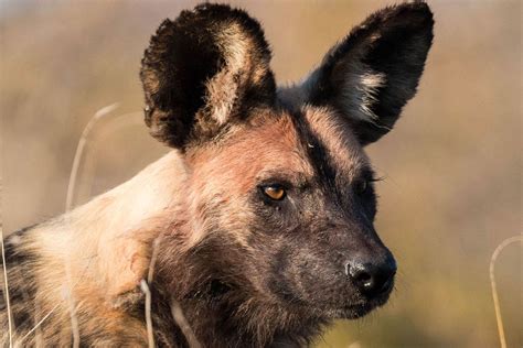 Can You Have An African Wild Dog As A Pet