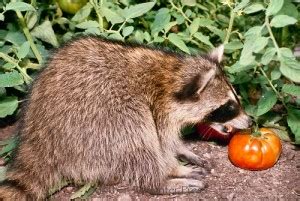 Use smells to keep them out. Raccoons in the Vegetable Garden | Pat Welsh Organic and ...