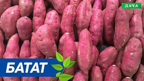 Диета сладкий картофель Батат - Сладкий Картофель. Как правильно Выращивать БАТАТ - YouTube Батат - Сладкий Картофель. Как правильно Выращивать БАТАТ - YouTube Диета сладкий картофель