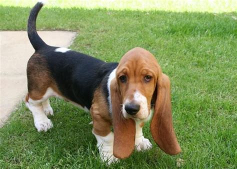 Basset Hound Information Dog Breeds At Thepetowners