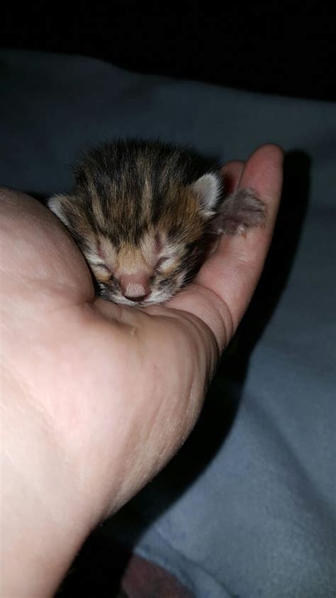 Zodin Bengals Newborn Bengal Kitten Brown With Golden Sparkle