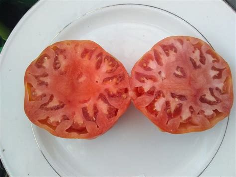 Rw Cephei Tomato Bounty Hunter Seeds