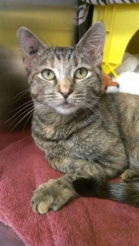 Sorry if this post is all over the place. Limping cat needs surgery - Penticton News - Castanet.net