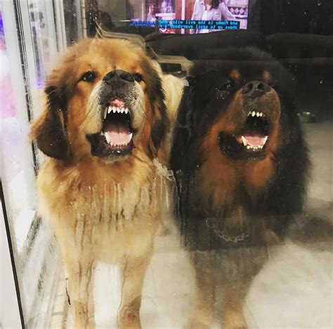 People Are Posting Funny And Cute Photos Of Tibetan Mastiffs And Its