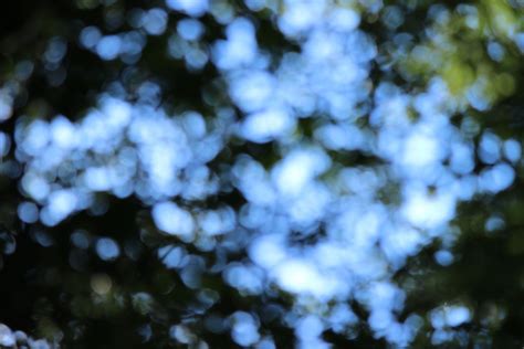 Free Images Tree Nature Forest Branch Blossom Light Bokeh