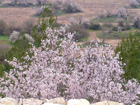אז אני חוזרת אל הבית ואיך שהוא נשאר תמיד מלא בכלום אז אני כותבת אין לי שקט וזה אתה אף פעם לא יודע כלום אז. אגם בית זית-מאגר בית זית - נלך
