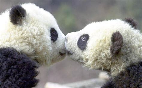 2 Pandas Kissing Animals Kissing Cute Animals Kissing Panda Bear