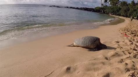Turtle Beach North Shore Oahu Youtube