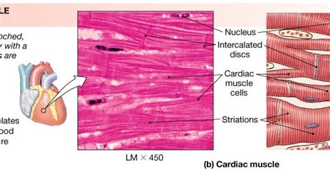 Kenya Forensics Online Resource: CARDIAC MUSCLE TISSUE