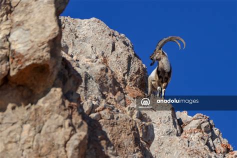 Rebaños De Cabras Salvajes En El Monte Pagan En Turquía Anadolu Ajansı