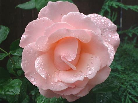 Wet Pink Rose A Beautiful Slightly Wet Pink Rose Photograp Flickr