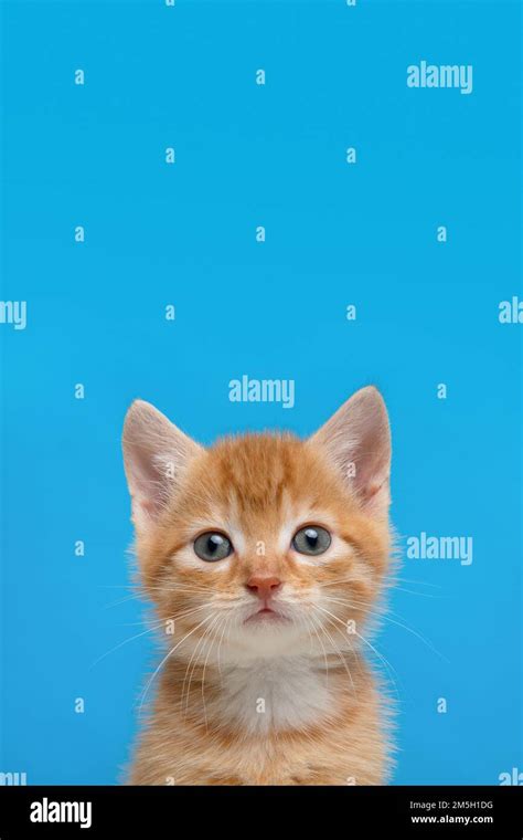 Portrait Of An Adorable Ginger Kitten Looking At The Camera On A Bright