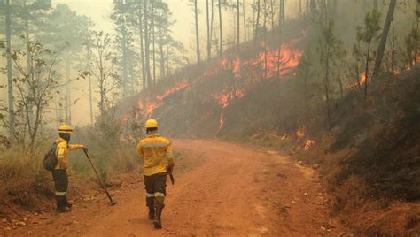 Honduras Registra 820 Incendios Forestales En Lo Que Va Del 2023