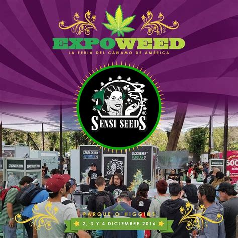 Amsterdam seeds is your connection to super premium cannabis seeds. Sensi Seeds breeder. Seed bank info - GrowDiaries