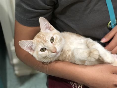 Adoption Fees Reduced for Cats and Kittens, July 27-29 ...