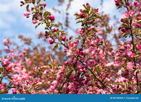 Crabapple Tree In Bloom Stock Photo Image Of Apple Flora 89758956