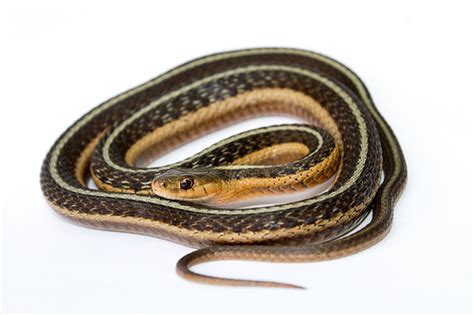 (36 to 76 cm) and typically having three longitudinal. Professor Watermelon: Garter Snakes