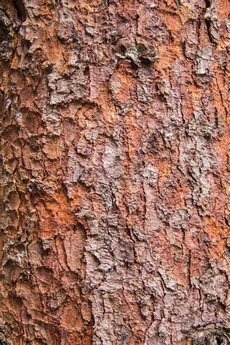 Texture Of Red Pine Bark Tree Stock Photo Image Of Close Abstract