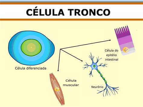 Qual A Importância Da Célula Tronco