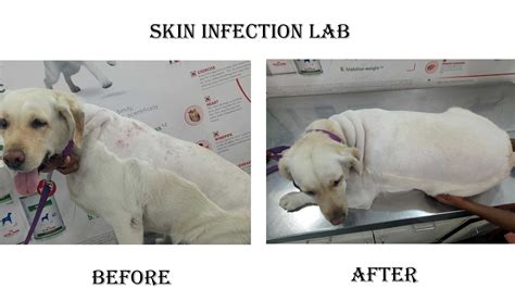 They pull on the same string under all. Pet Dermatology clinic hospital doctor treatment in Pashan ...