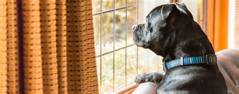 132,605 look sky stock video clips in 4k and hd for creative projects. Why Do Dogs Always Look Out The Window - Wag!