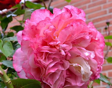 Check spelling or type a new query. Augusta Louise rose | Flowers, Rose, Plants