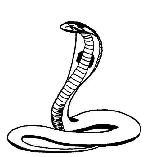 Coloring is a fun way to develop your creativity, your concentration and motor skills while forgetting daily stress. Cobra Drawing | Free download on ClipArtMag