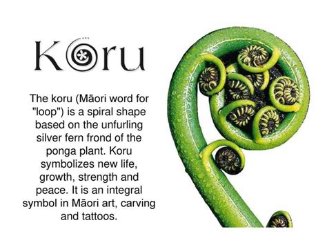 The Koru Māori Word For Loop Is A Spiral Shape Based On The