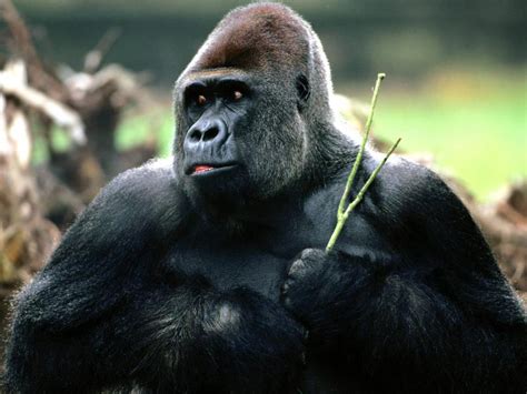 Moongaza The Largest Gorilla In The World Celebrates Her Birthday