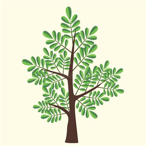 Vector Illustration Of Acacia Tree With Two Color Leaves On Light